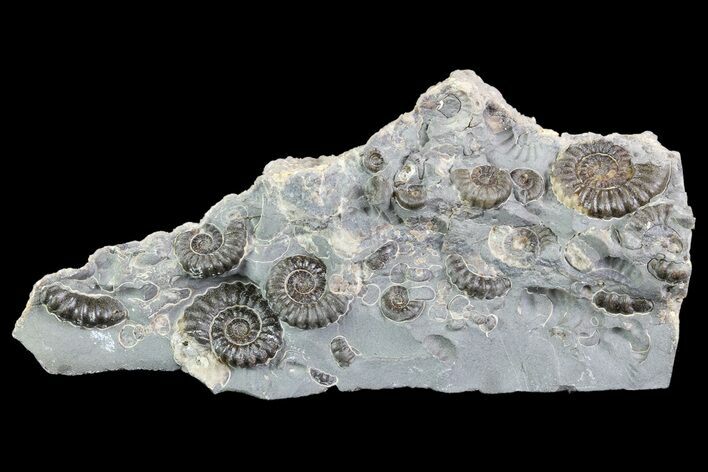 Ammonite (Promicroceras) Cluster - Somerset, England #86257